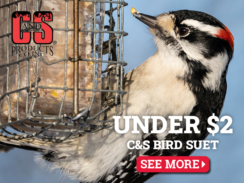 C&S Bird Suet for Under $2