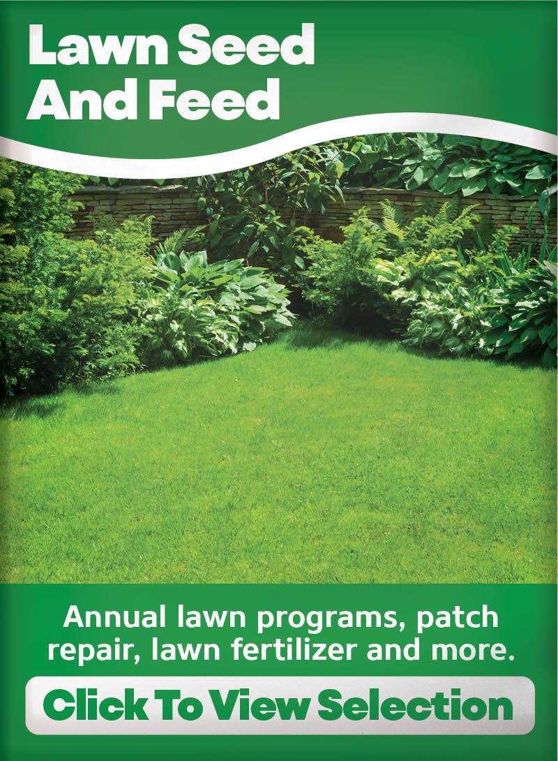 Lawn Seed and Feed