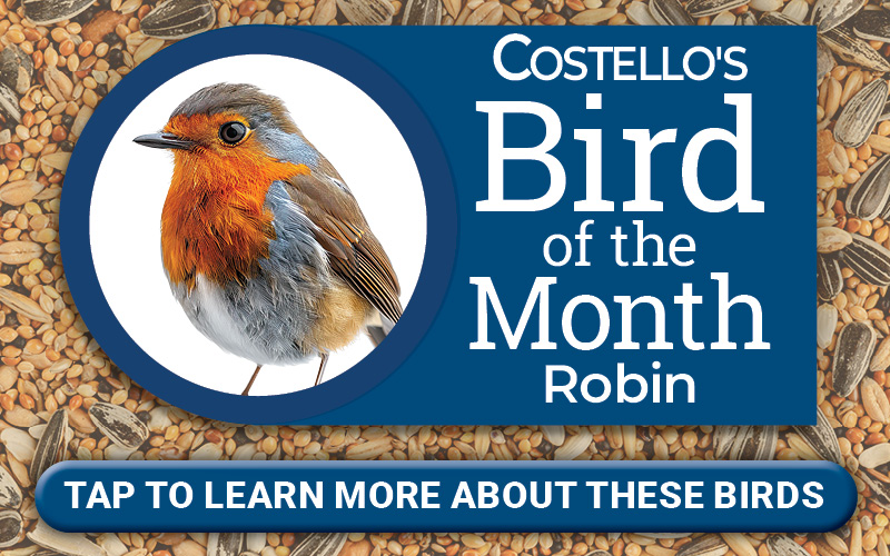 Costello's Bird of the Month: Robin