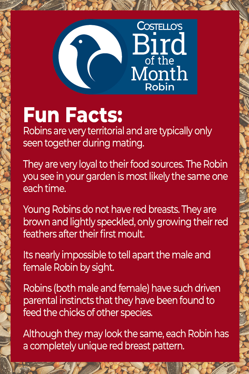 Bird of the Month Facts - Robins